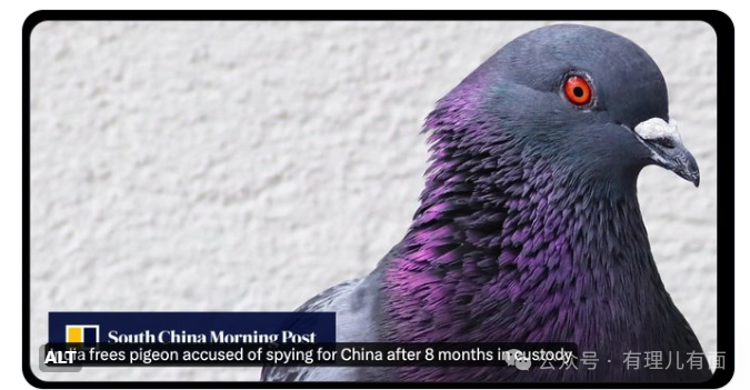 中国赛鸽，在印度当“间谍”