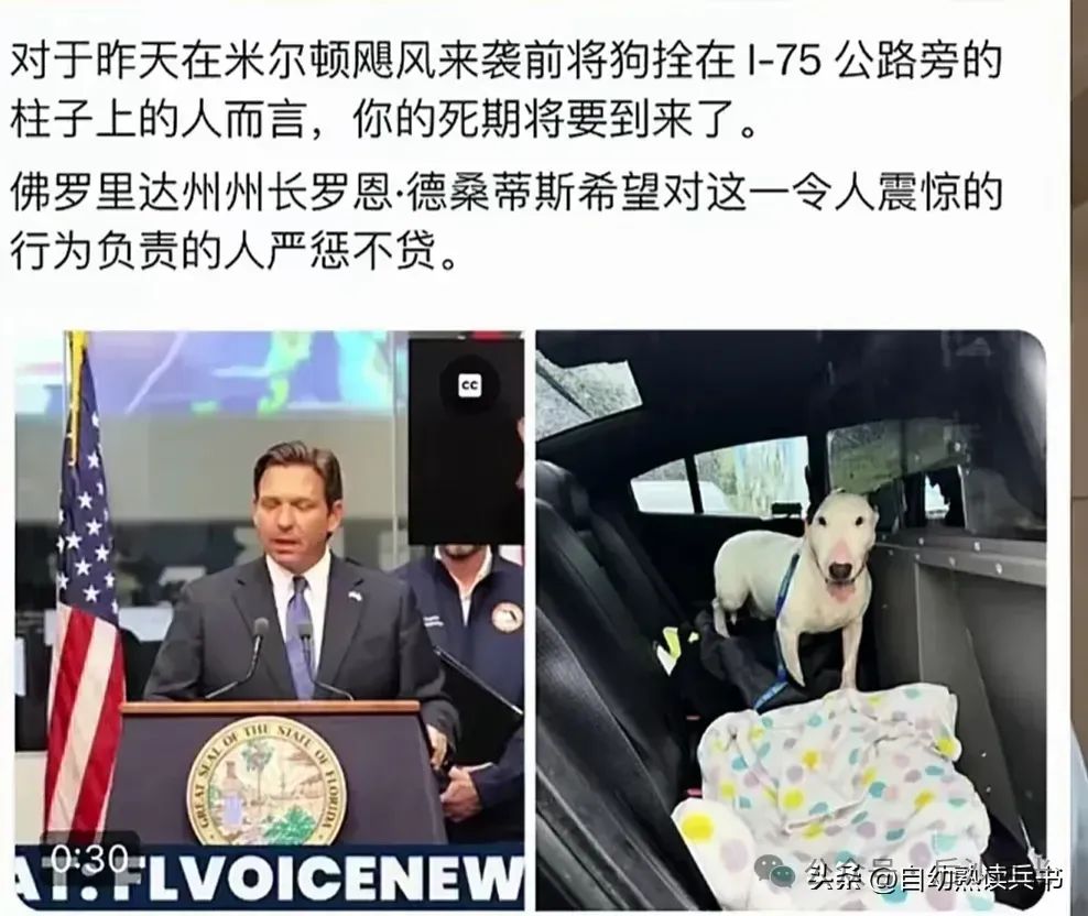 来了，又来了！美国在飓风中救出一只狗和一只猫