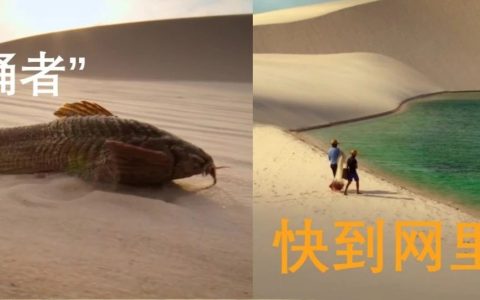 谁说沙漠里没有鱼？这里就有！鱼甚至还会爬行去找水