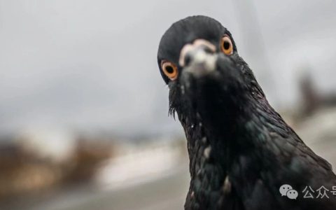 唉，一只可怜的台湾鸽子